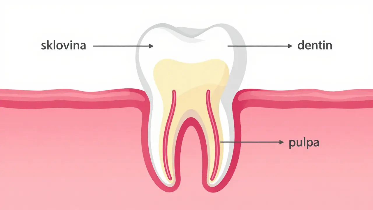 Anatomický průřez zubem ukazující sklovinu, dentin a pulpu